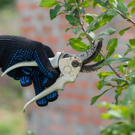 TAILLE ET GREFFE DES ARBRES FRUITIERS - ALMENECHES - 28/02/2026