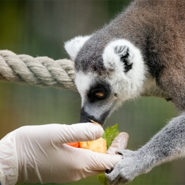 SOIGNEUR D'UN JOUR - 13/05/2026