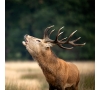 SOIREE BRAME DU CERF - 26/09/2026