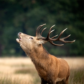 SOIREE BRAME DU CERF - 26/09/2026