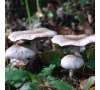 SORTIE DECOUVERTE ET MYCOLOGIE - 4/10/2024
