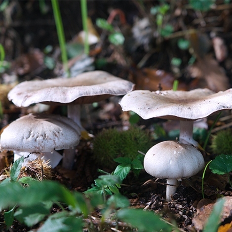 SORTIE DECOUVERTE ET MYCOLOGIE - 4/10/2024